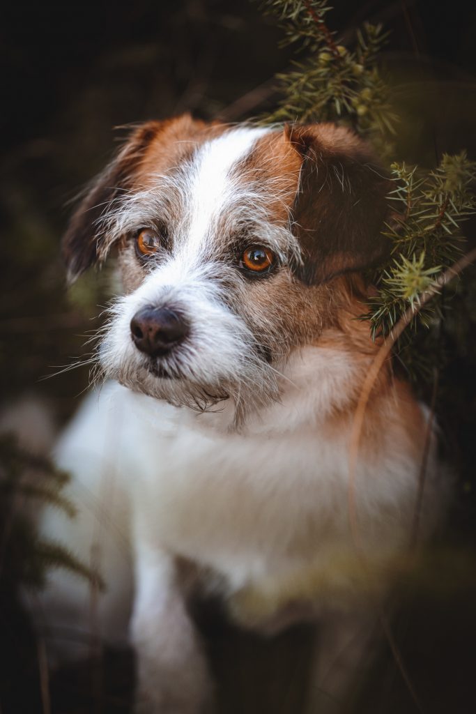 AHA Fotografie fotograaf nunspeet hondenfotograaf dierenfotograaf