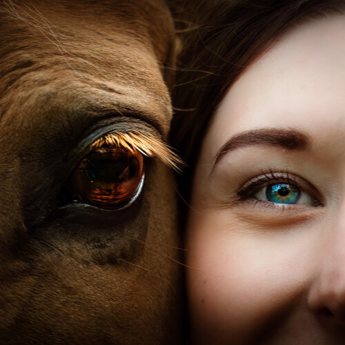AHA Fotografie nunspeet paardenfotograaf afscheid van je dier afscheid van je paard
