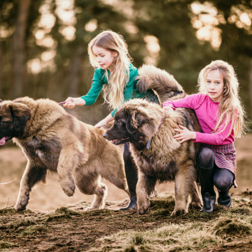 AHA Fotografie fotograaf nunspeet dierenfotograaf paardenfotograaf hondenfotograaf portretfotograaf nunspeet paardenfotograaf dierenfotograaf hondenportret