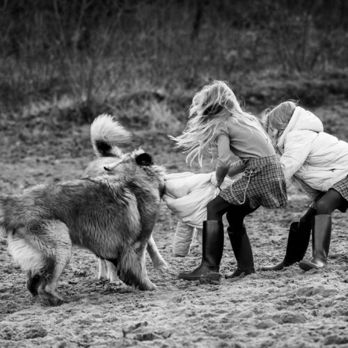 AHA Fotografie fotograaf nunspeet dierenfotograaf paardenfotograaf hondenfotograaf portretfotograaf nunspeet paardenfotograaf dierenfotograaf hondenportret