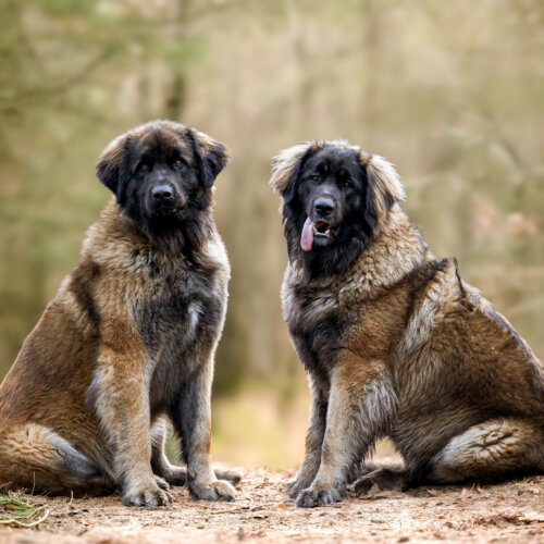 AHA Fotografie fotograaf nunspeet dierenfotograaf paardenfotograaf hondenfotograaf portretfotograaf nunspeet paardenfotograaf dierenfotograaf hondenportret