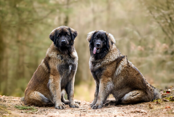 AHA Fotografie fotograaf nunspeet dierenfotograaf paardenfotograaf hondenfotograaf portretfotograaf nunspeet paardenfotograaf dierenfotograaf hondenportret