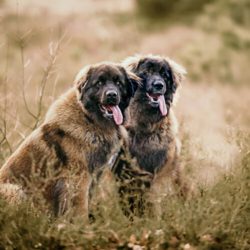 AHA Fotografie fotograaf nunspeet dierenfotograaf paardenfotograaf hondenfotograaf portretfotograaf nunspeet paardenfotograaf dierenfotograaf hondenportret