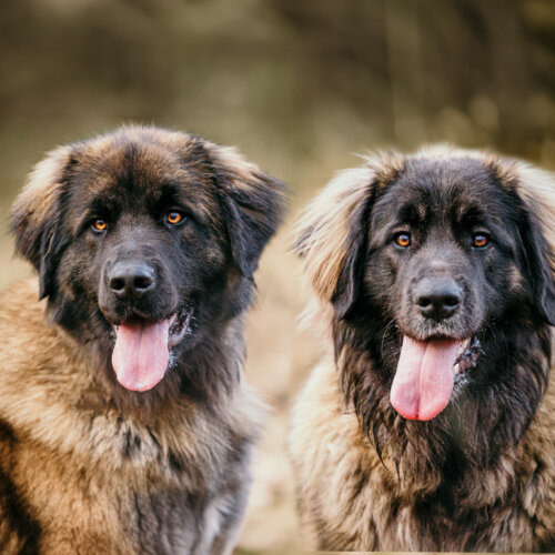 AHA Fotografie fotograaf nunspeet dierenfotograaf paardenfotograaf hondenfotograaf portretfotograaf nunspeet paardenfotograaf dierenfotograaf hondenportret