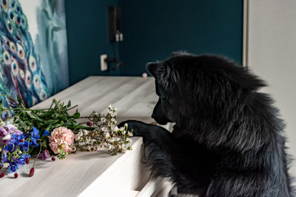 hond kijkt naar de kist thuis net voordat zijn baasje definitief het huis verlaat.