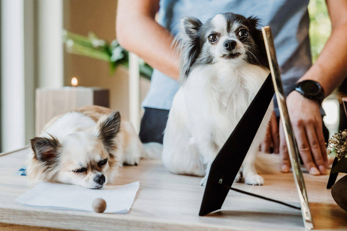 hondjes liggen rustig te slapen op de kist van overleden baasje